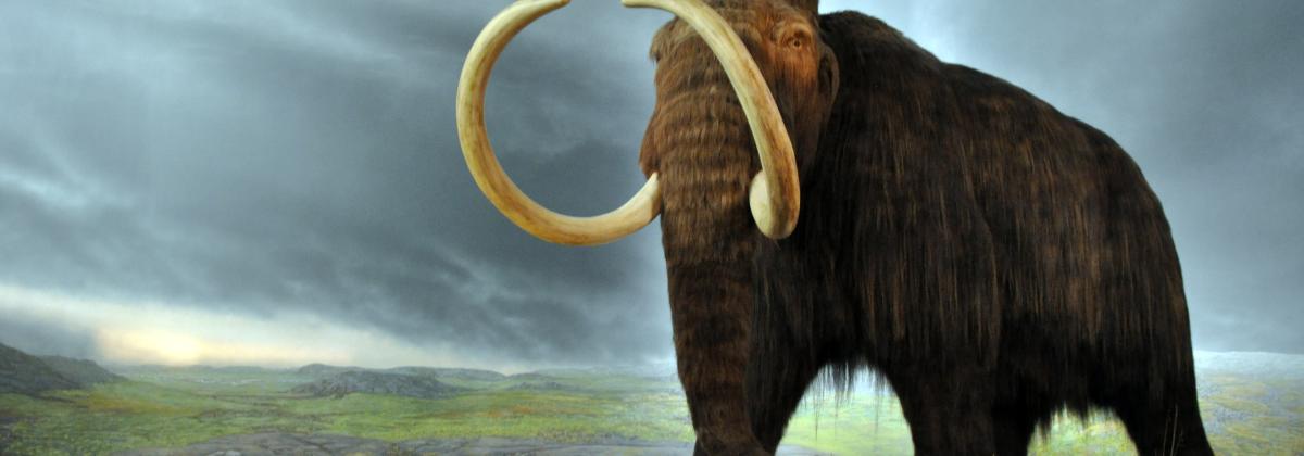 side angle of a reconstructed woolly mammoth