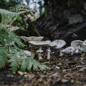 mushrooms on the forest floor